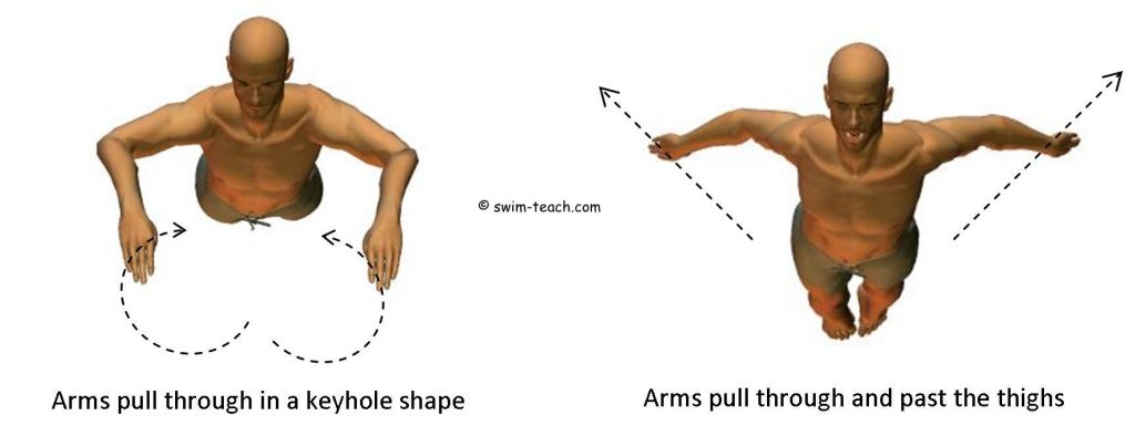 Dolphin Ayak Vuruşu Nedir? - Ata Yüzme Spor Kulübü